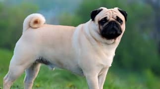 CHEAP & AFFORDABLE! Pug Dog for Sale-1 years old with 5% Discount