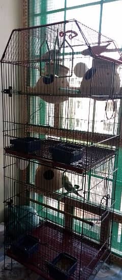 parrots 3 pair 3 aseel plus desi chicks cages