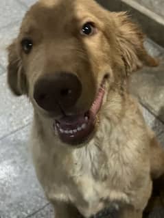Golden retriever puppy for sale (Male, 4 months fully vaccinated)