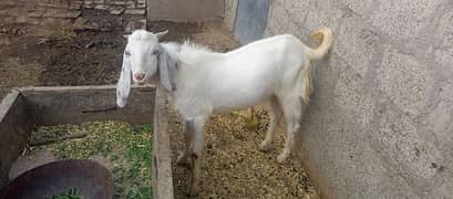 Bakra - Goat - Eid Qurbani - For Sale