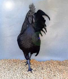 Ayam cemani male for sale grey tong