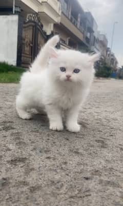 Persian kittens | triple Coated | Punch Face kittens For Sale 0