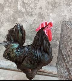 Australorp / Australorp hens / hens for sale