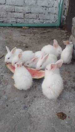 English angora and simple red eyes bunnies looking for new shelter