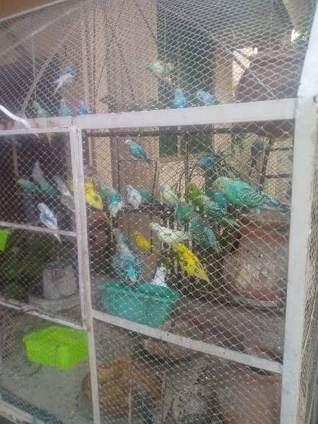 Australian parrots with jumbo cage 1