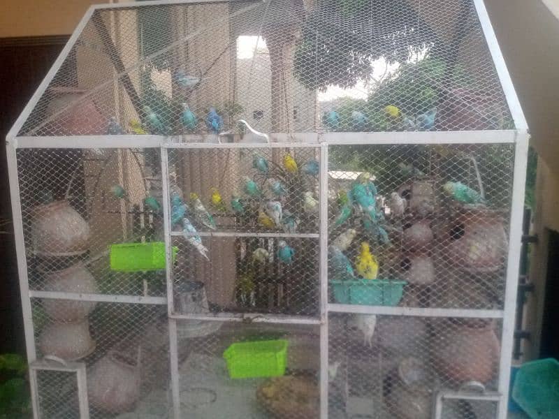 Australian parrots with jumbo cage 2