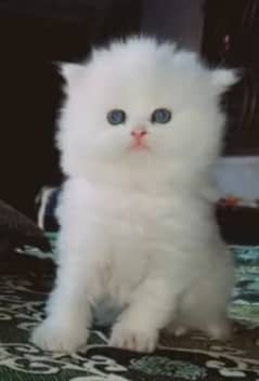 cash on delivery Persian cat/kittens for sale