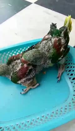 Raw parrot chicks 2 piece hn