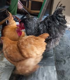 Golden buff hens for sale ( per pair)