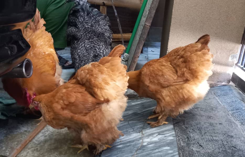 Golden buff hens for sale ( per pair) 1