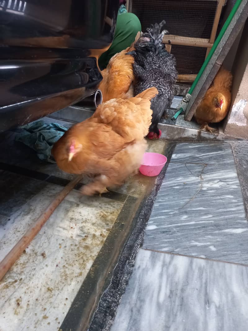 Golden buff hens for sale ( per pair) 3