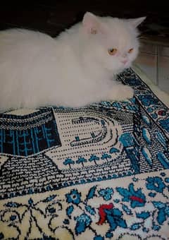 for sale persian female cat