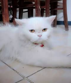for sale persian female cat