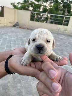 Labra puppies available