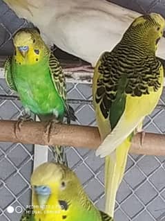 parrot breeding pairs for sale