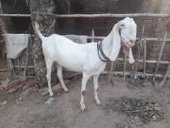 Mohammad Puri white Goat for sale