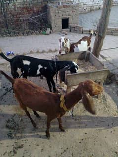 female Goat for sale