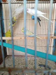 Budgies for sale 600