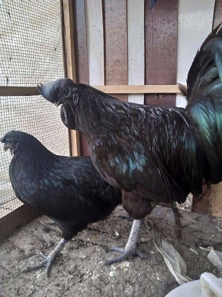Ayam Cemani gray tongue Chick | chiks |grey Tounge | black hen 1