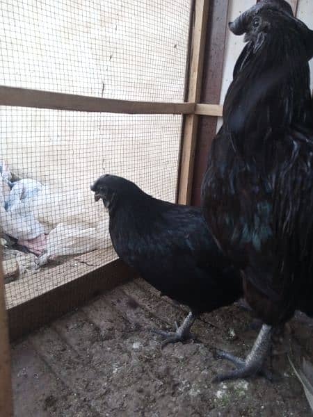 Ayam Cemani gray tongue Chick | chiks |grey Tounge | black hen 2