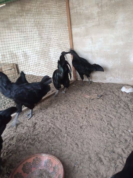 Ayam Cemani gray tongue Chick | chiks |grey Tounge | black hen 3