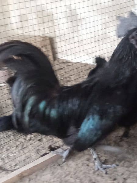 Ayam Cemani gray tongue Chick | chiks |grey Tounge | black hen 5