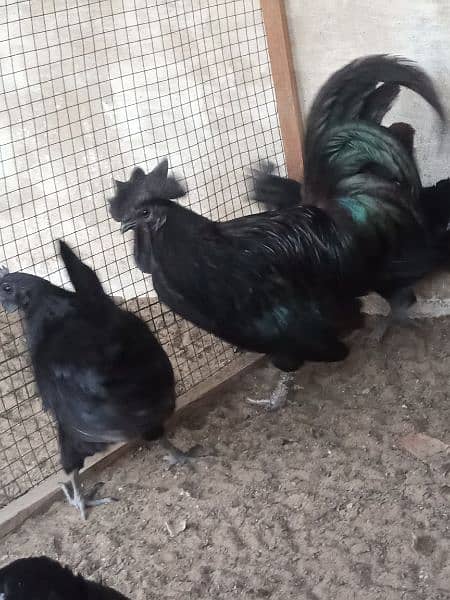 Ayam Cemani gray tongue Chick | chiks |grey Tounge | black hen 7