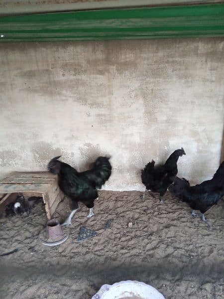 Ayam Cemani gray tongue Chick | chiks |grey Tounge | black hen 8