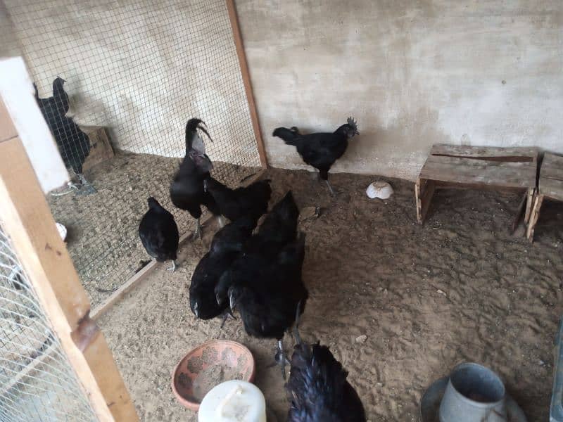 Ayam Cemani gray tongue Chick | chiks |grey Tounge | black hen 9