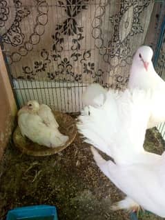 pigeon pair for Sale