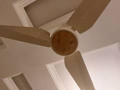 Sonex Ceiling Fans (5 pcs)