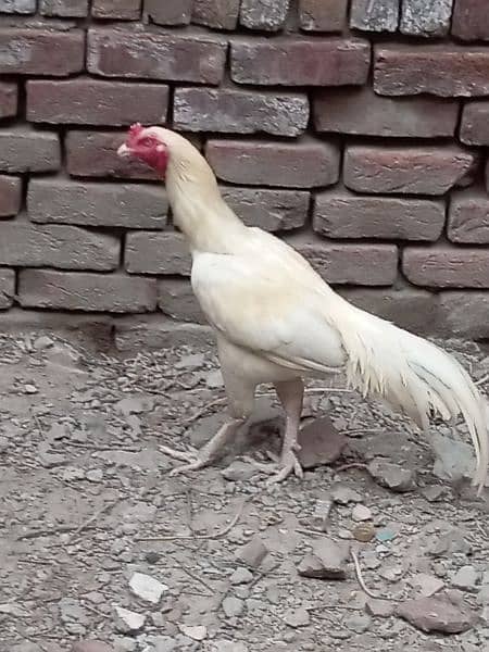 aseel cock for sale 1
