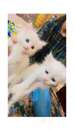 Tripple coated baby doll face 2 kittens for sale.