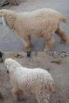 two sheep location head sakandri nala