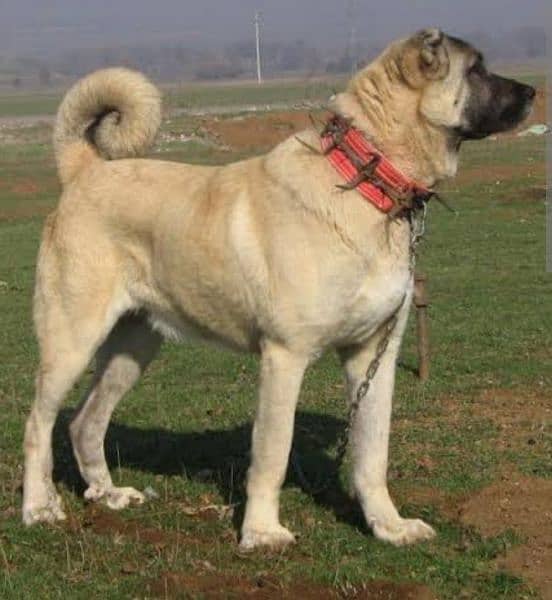 king Kurdish kangal pior 50 days for Sale sequrty dogs 2