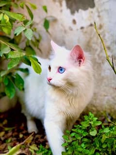 Male persian cat 0