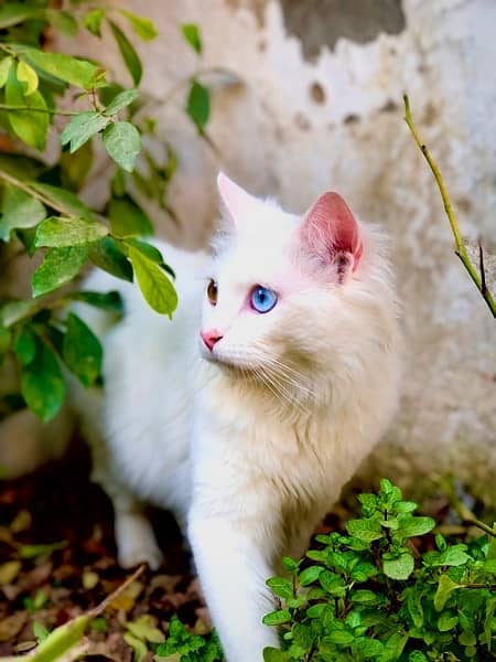 Male persian cat 0