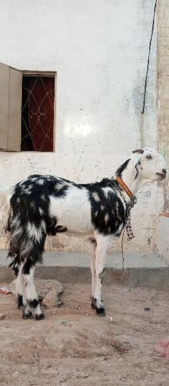 Bakra for sell (Goat)