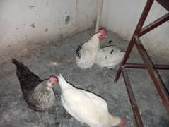 HENS FOR SALE 0