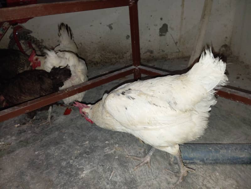 HENS FOR SALE 2