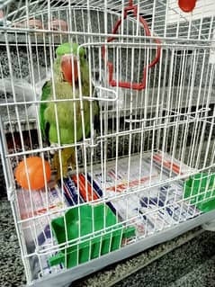 Baby parrot