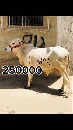 cholistani bachra fresh 2 dant 03333005421 /bachra for sale cow for sa