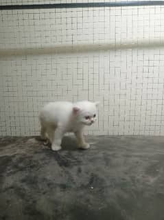 Persian cat 0