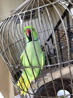 Green Ring Neck Parrot
