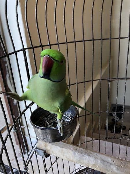 Green Ring Neck Parrot 1