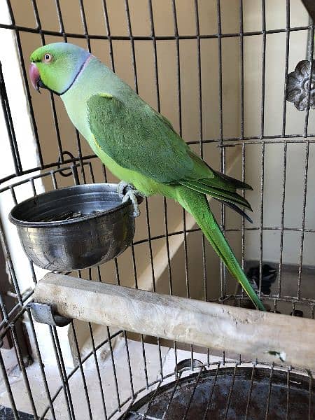 Green Ring Neck Parrot 2