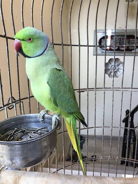 Green Ring Neck Parrot 3