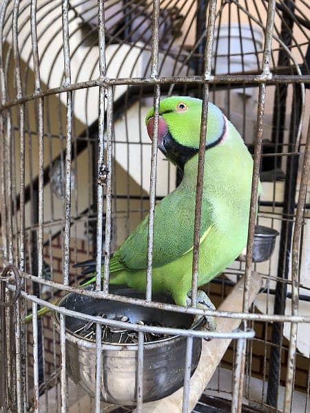 Green Ring Neck Parrot 4