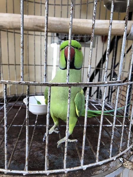 Green Ring Neck Parrot 5