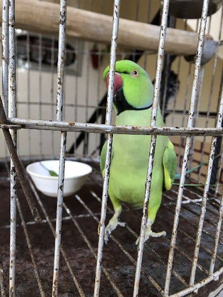 Green Ring Neck Parrot 6